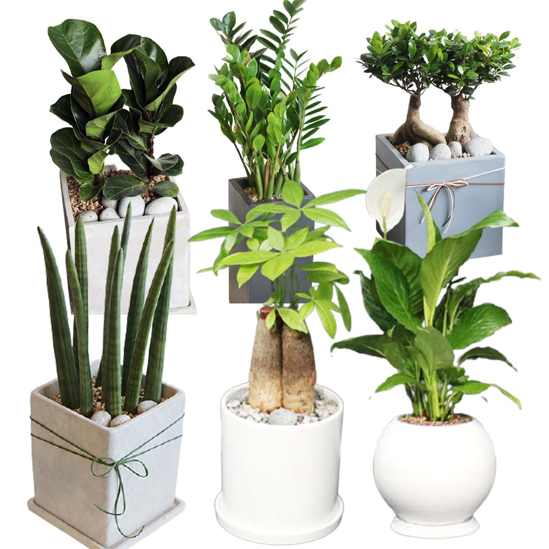 관엽식물_썸네일